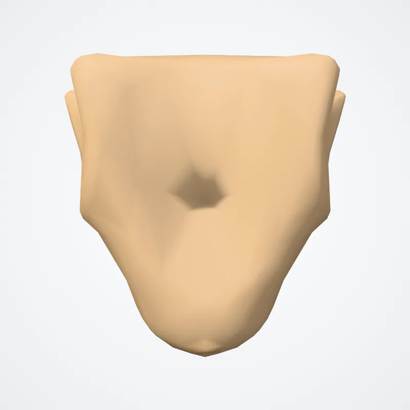 Processus xiphoideus (Xiphoid process) hervorgehoben in einem 3D-Modell des menschlichen Körpers