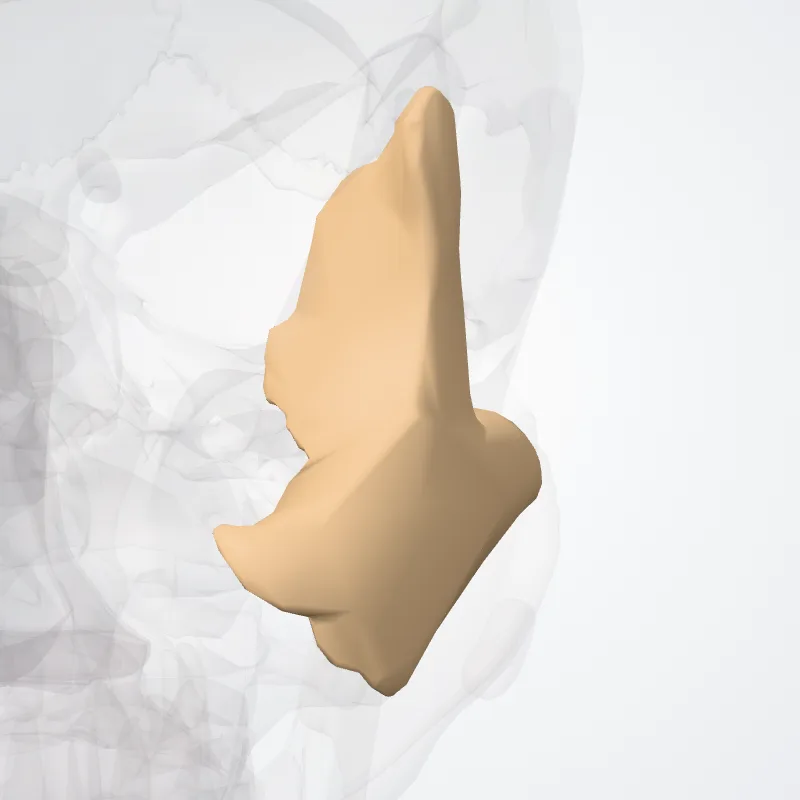 Os zygomaticum (Zygomatic bone) hervorgehoben in einem 3D-Modell des menschlichen Körpers