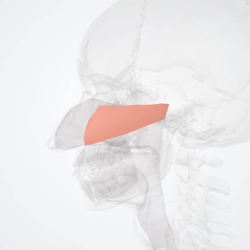 Zygomatic region (Regio zygomatica) highlighted in a 3D model of the human body