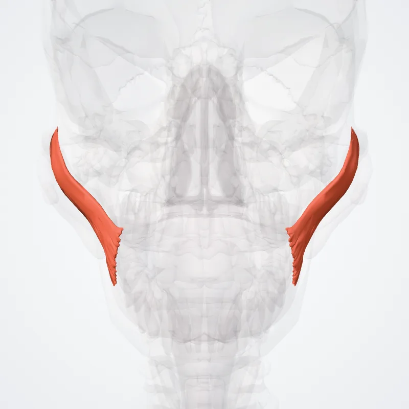 Zygomaticus major muscle (Musculus zygomaticus major) highlighted in a 3D model of the human body