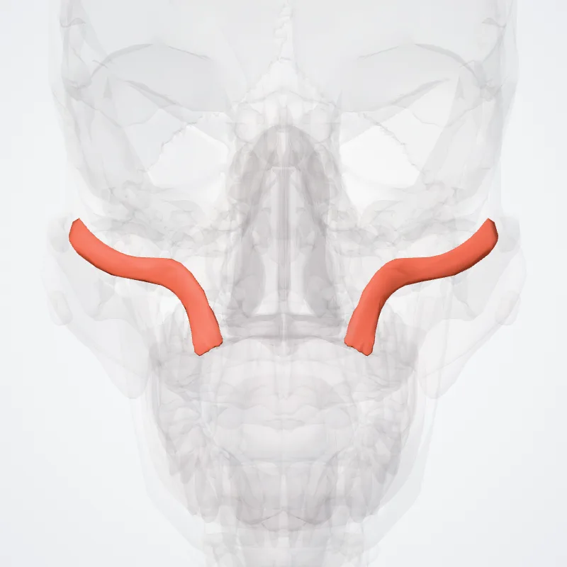 Zygomaticus minor muscle (Musculus zygomaticus minor) highlighted in a 3D model of the human body